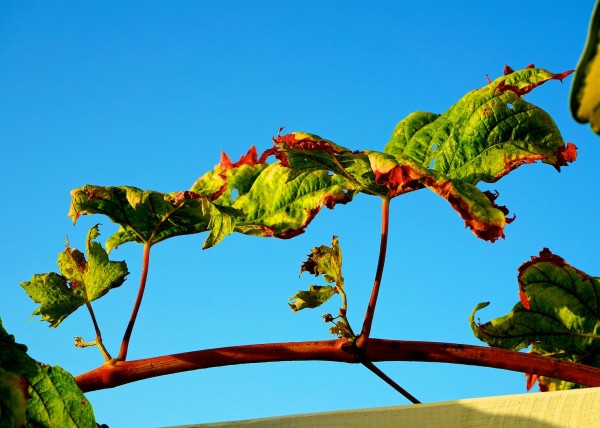 Los Gigantes, Teneriffa