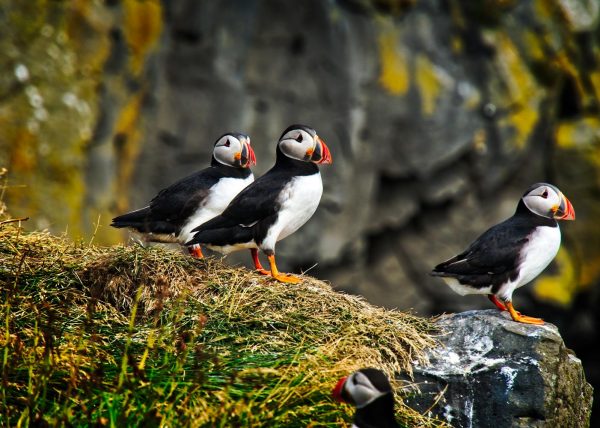 Reykjavik Sonnenfahrt Skulptur