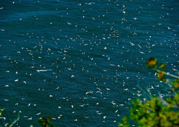 Niagara Falls, NY, USA