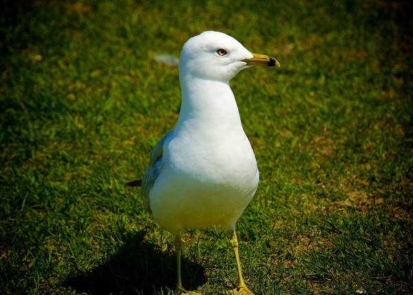 Niagara Falls, NY, USA