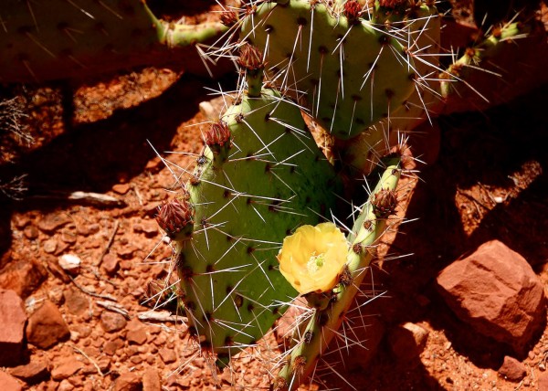 Sedona in Arizona, USA