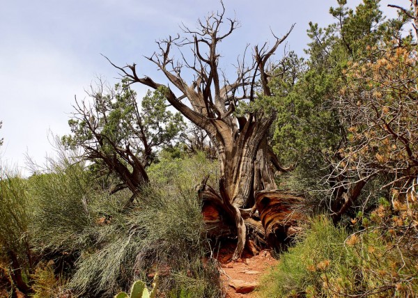Sedona in Arizona, USA