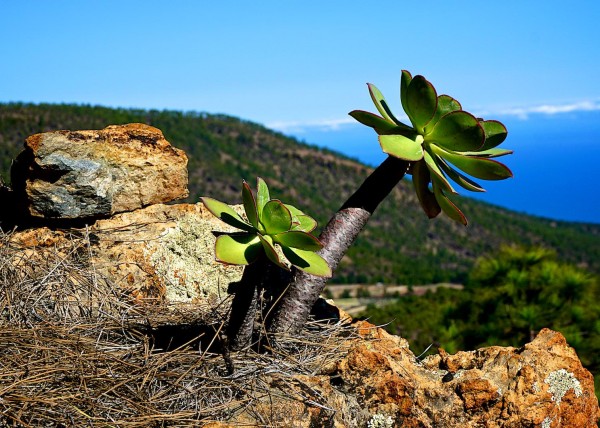 Los Gigantes, Teneriffa