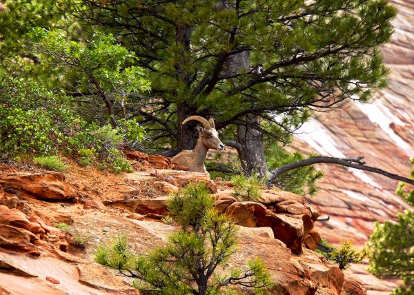 Zion National Park, UT, USA