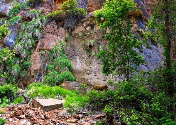 Zion National Park, UT, USA