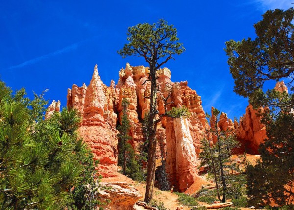 Upper Bryce Canyon, UT, USA