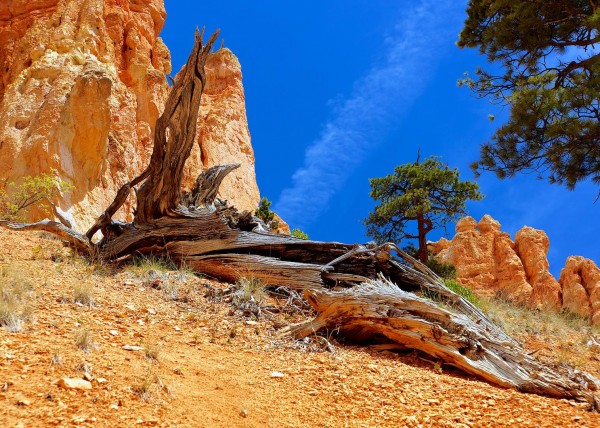 Upper Bryce Canyon, UT, USA